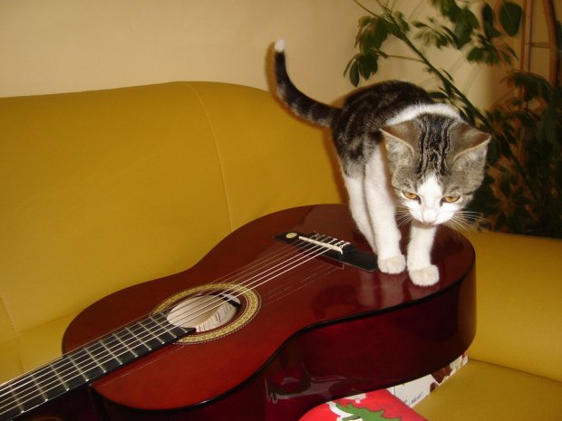 guitar_cat_by_unagale